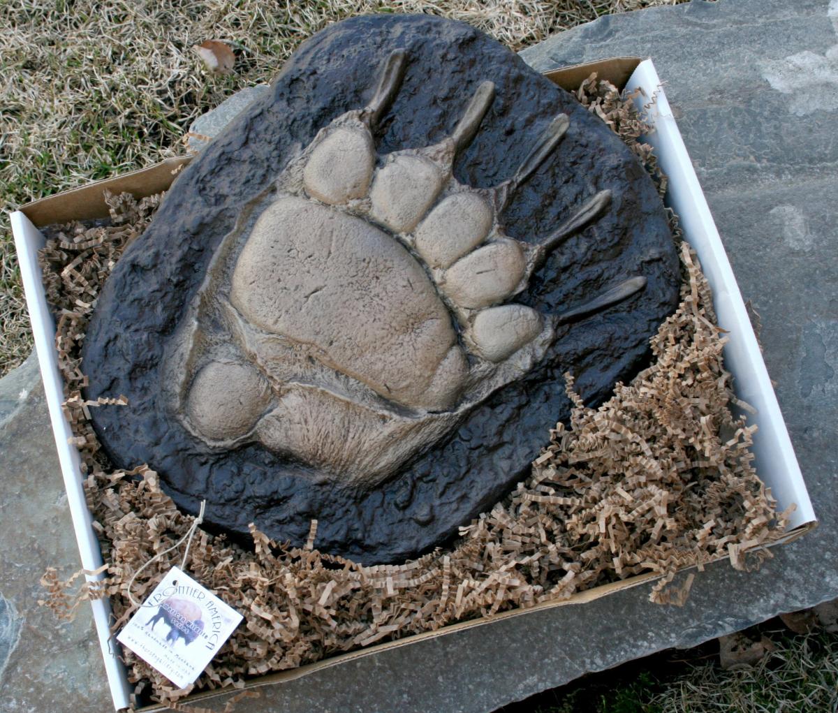 Grizzly Bear Paw Cast