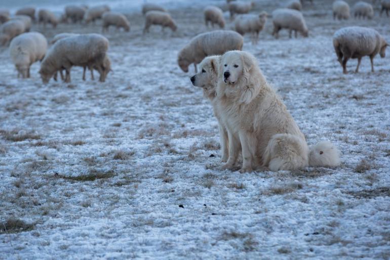 Great pyrenees sheep dogs