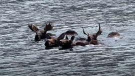 Moose Swimming Across Lake