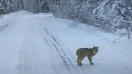 Bobcat in the road