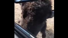 Bison licks car