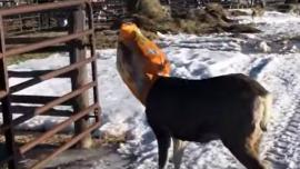 Deer's head stuck in feed bag