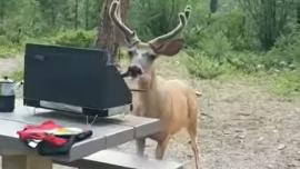 Deer with hot dog