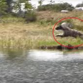 Wolverine hunting with red circle