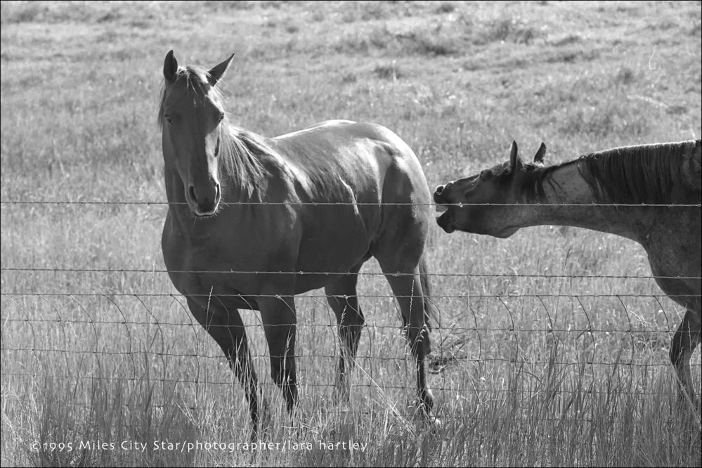 Horses