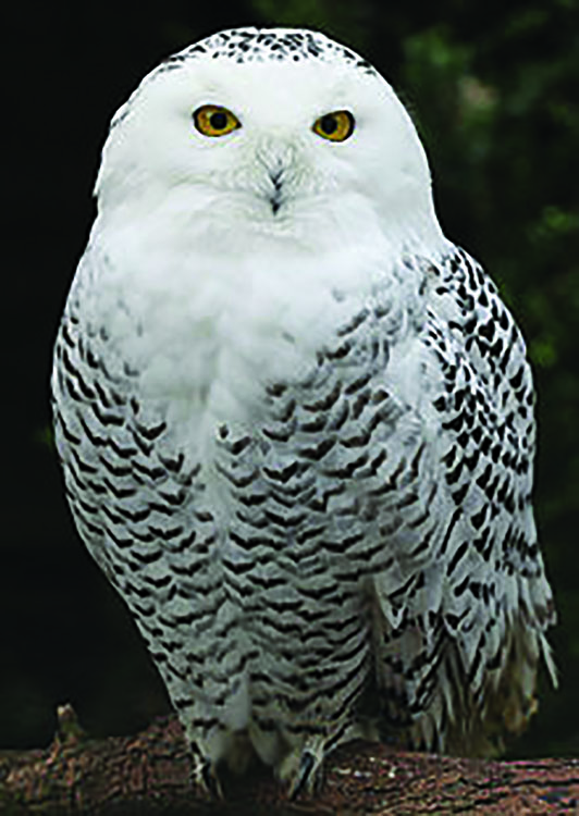 Snowy Owl Schnee Eule