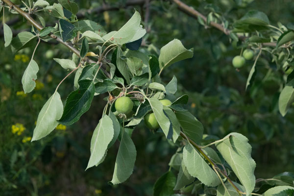 A cider apple ripens on the limb