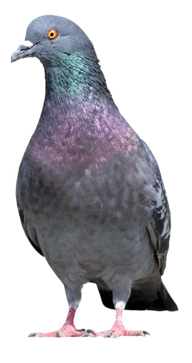 Pigeon