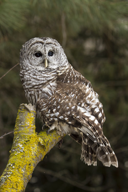 Barred Owl