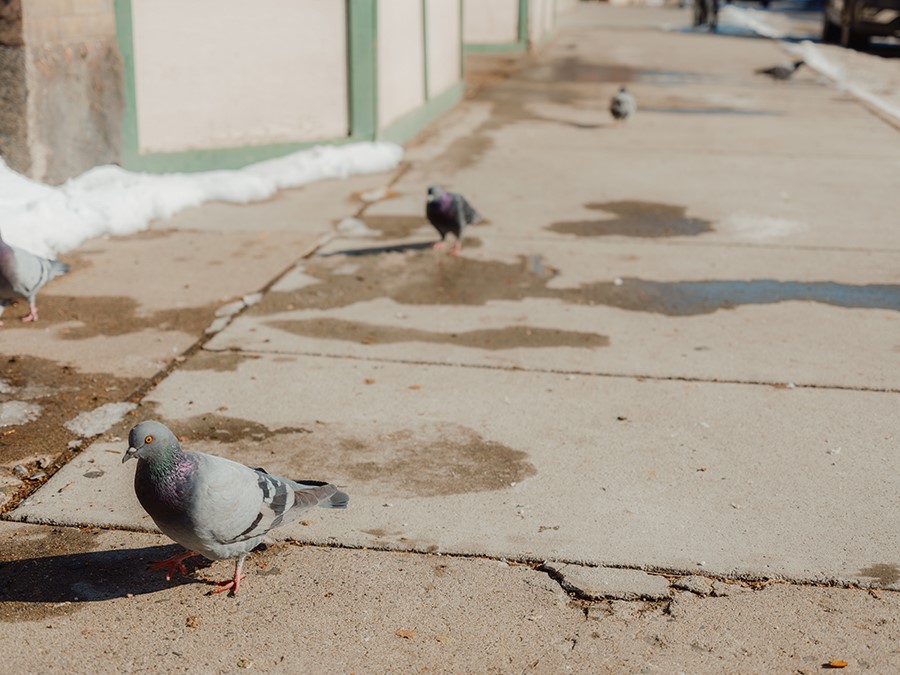 Pigeons