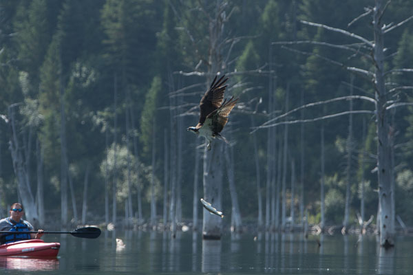 Osprey