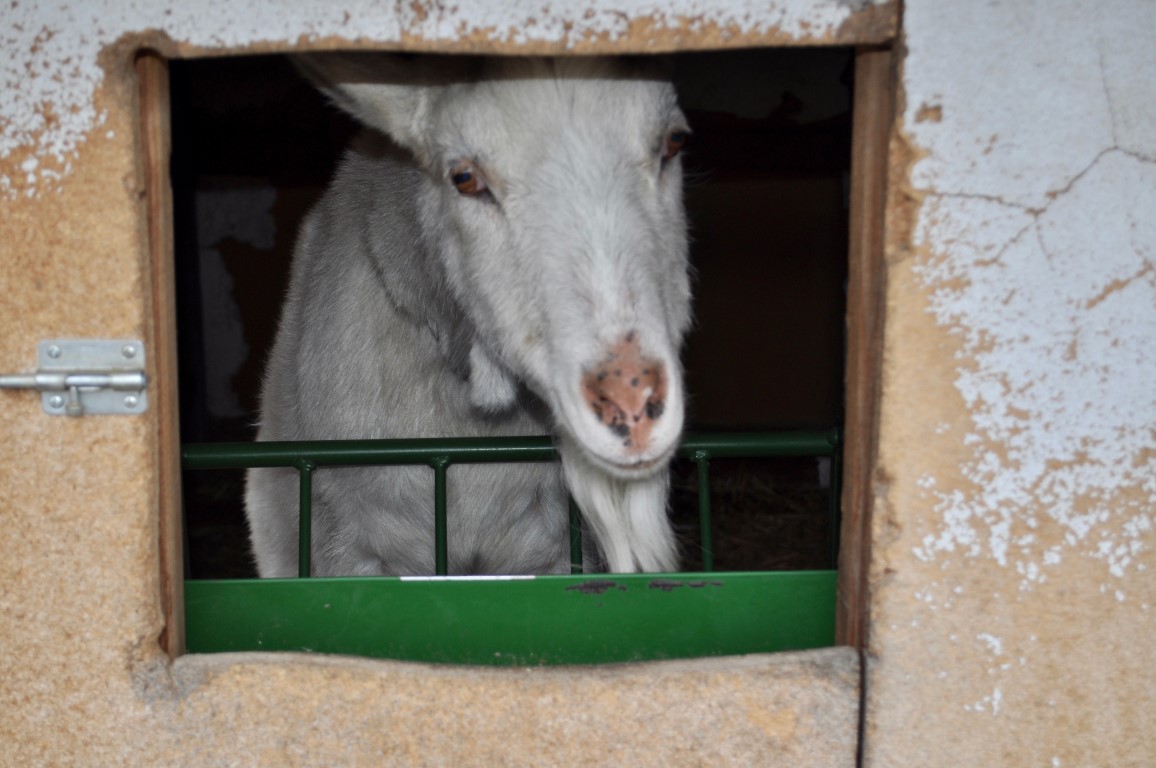 Pack Goat waiting for breakfast