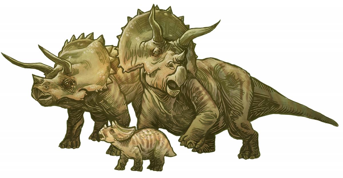 Triceratops