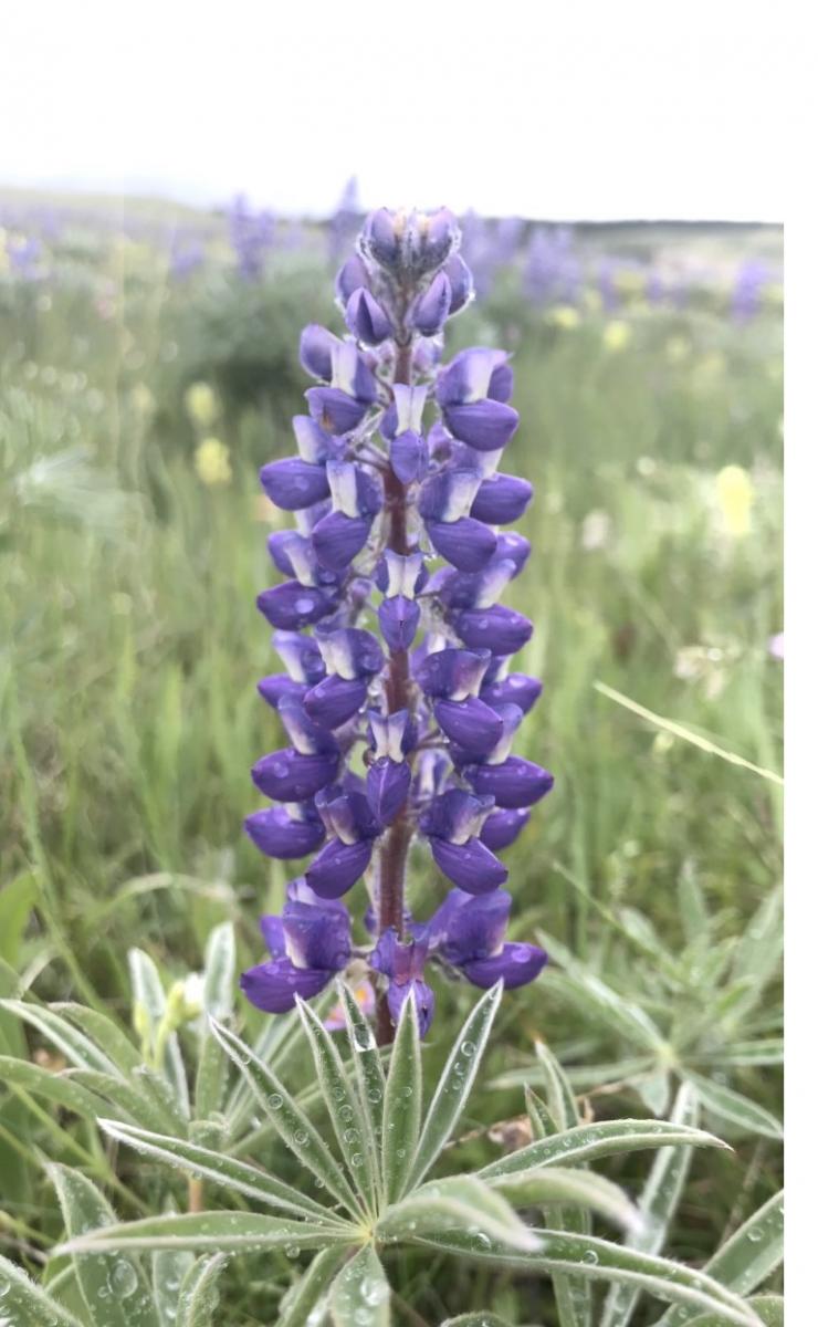 Pryor Mountains lupines