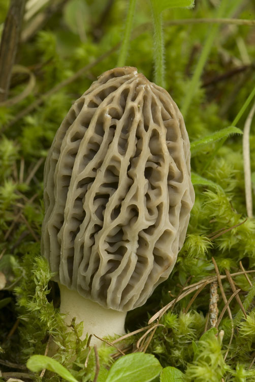 Morchella frustrata Cedar