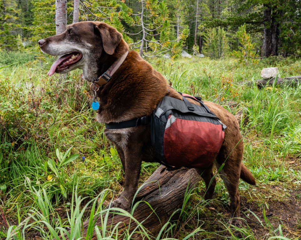 Mysti the dog with pack