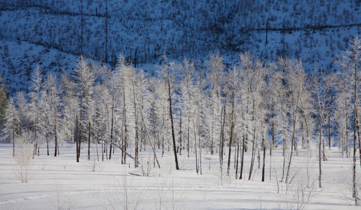 N Fork Frost