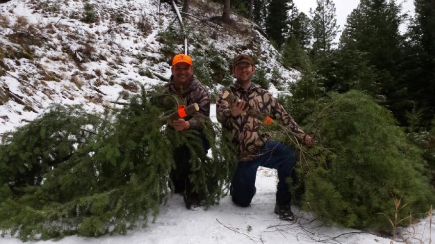 Christmas tree hunting