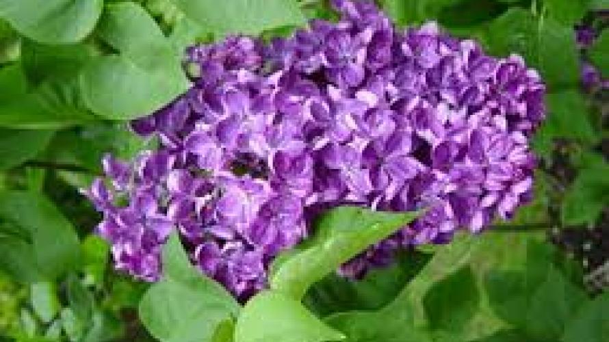 lilacs