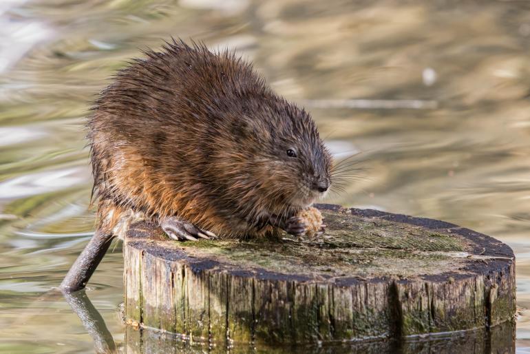 muskrat