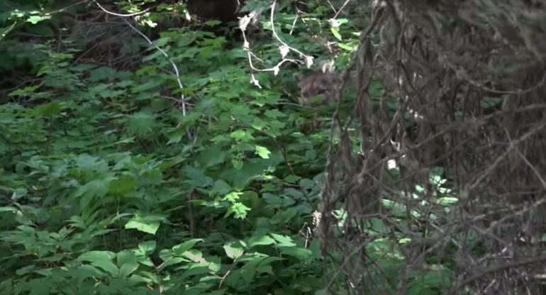 Trevor Rasmussen and Mountain Lion at Glacier National Park