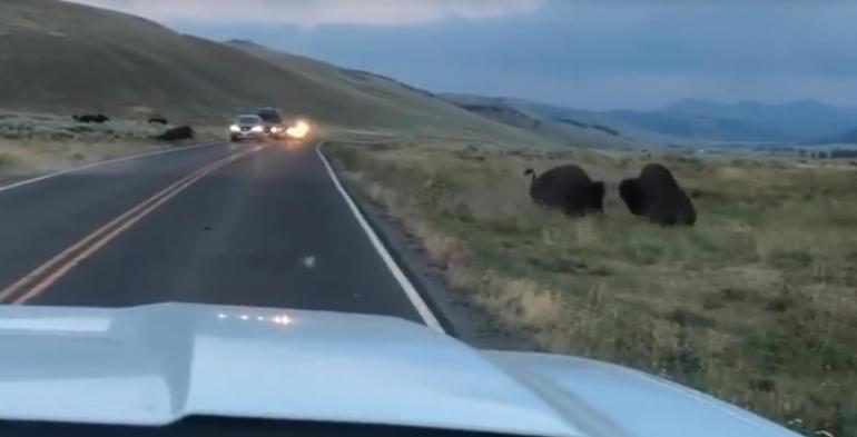 Bison Rutting in Yellowstone