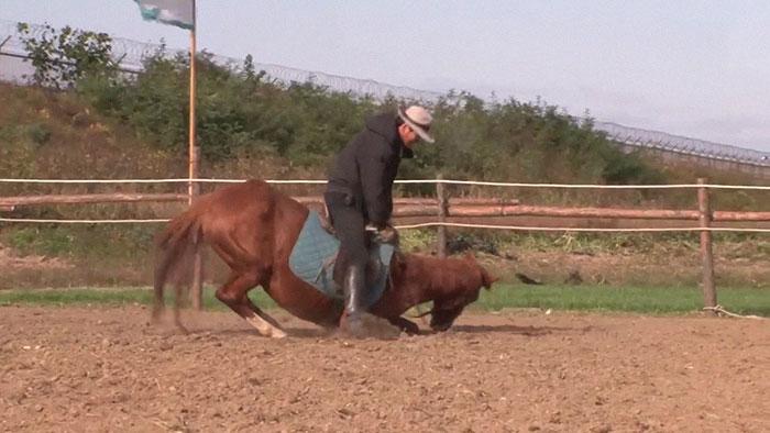 Jinjang the horse hard at work playing dead. 