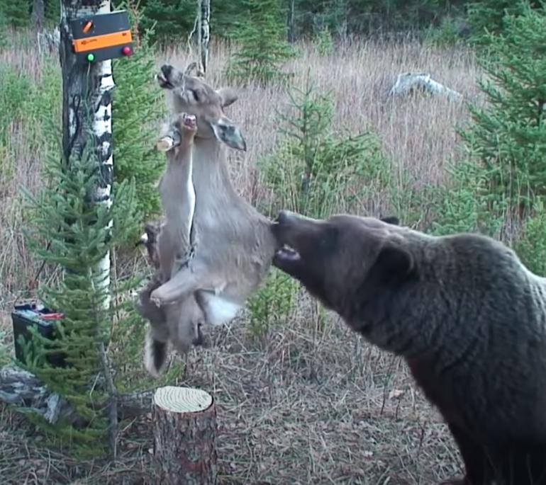 Bear vs electric deer