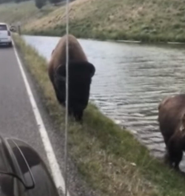 Bison approaches car