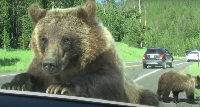 Curious grizzly investigates car