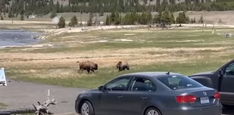 Bear VS Bison in Yellowstone