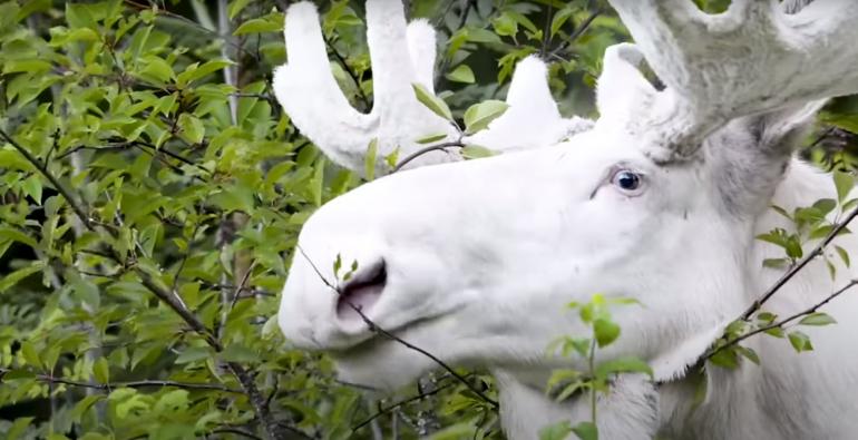 White Moose closeup