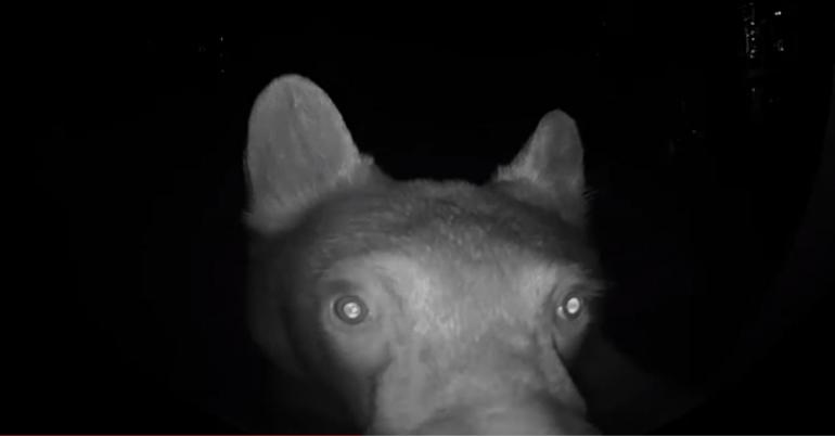 Bear on doorbell cam