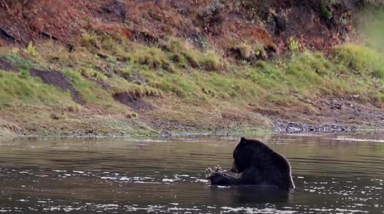 Grizzly bear eating elk scraps