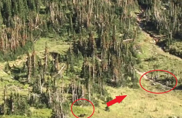 Bear Running Toward Hikers