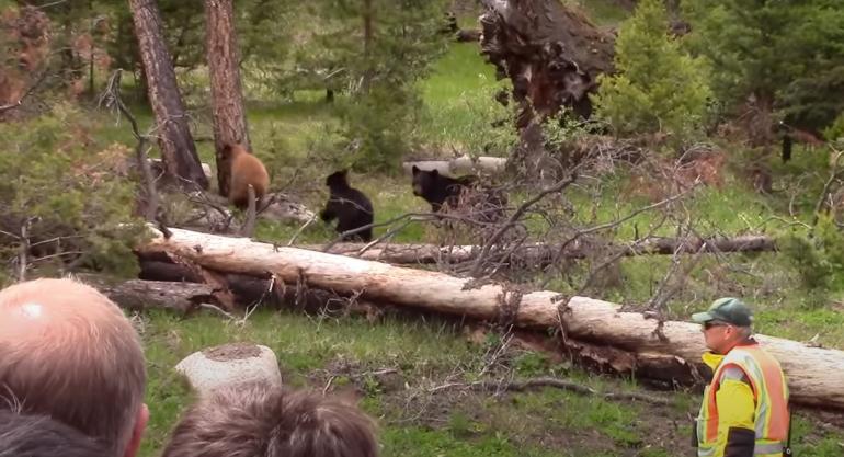 Park ranger spraying bear