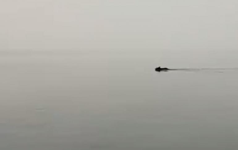 Bear swimming on Flathead Lake