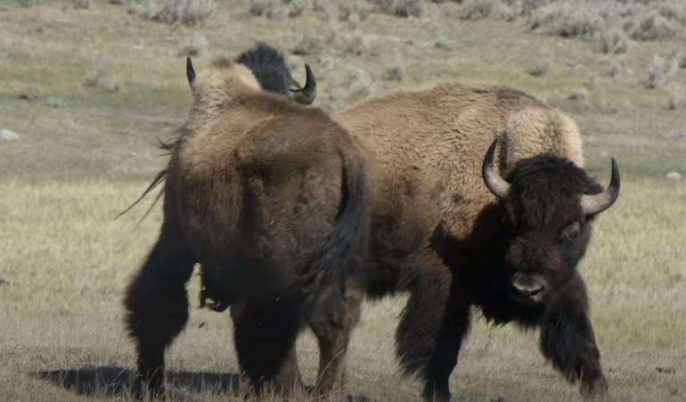 Bison rut