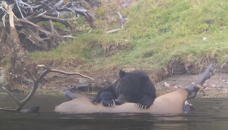 Grizzly eats elk