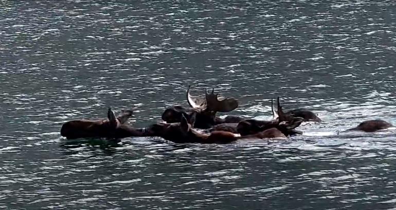 Moose Swimming Across Lake