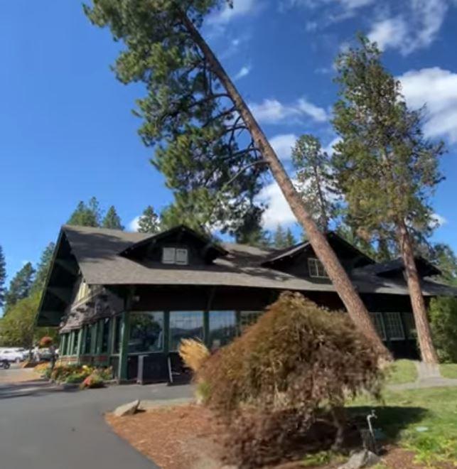 Tree falls on Country Club