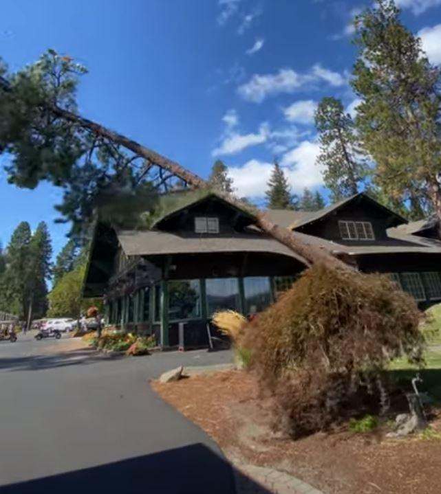 Tree falls on country club