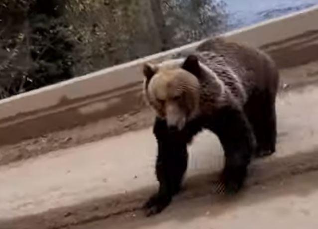 Bear approaching on bridge