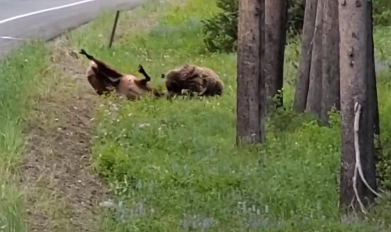 Bear attacks elk