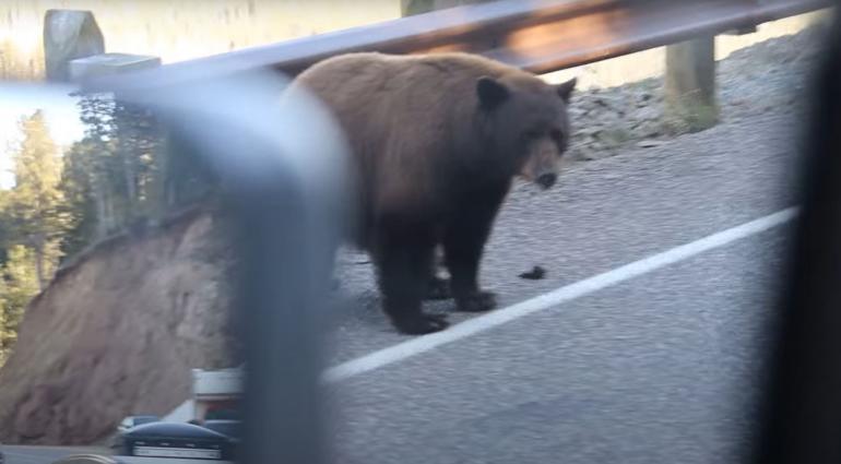 Mama bear guarding cubs 