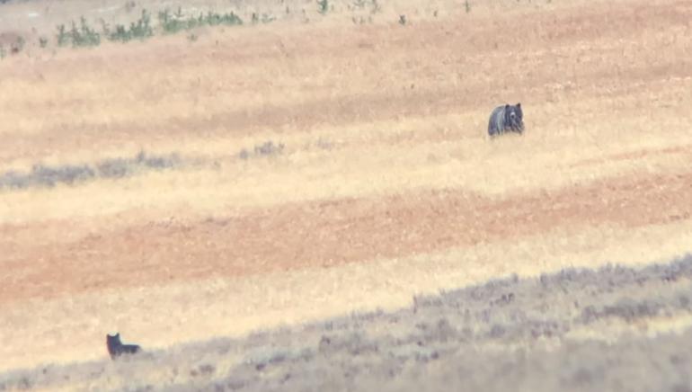 Bear and wolves in Yellowstone