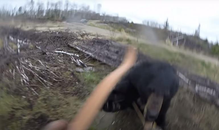 Black bear charging hunter