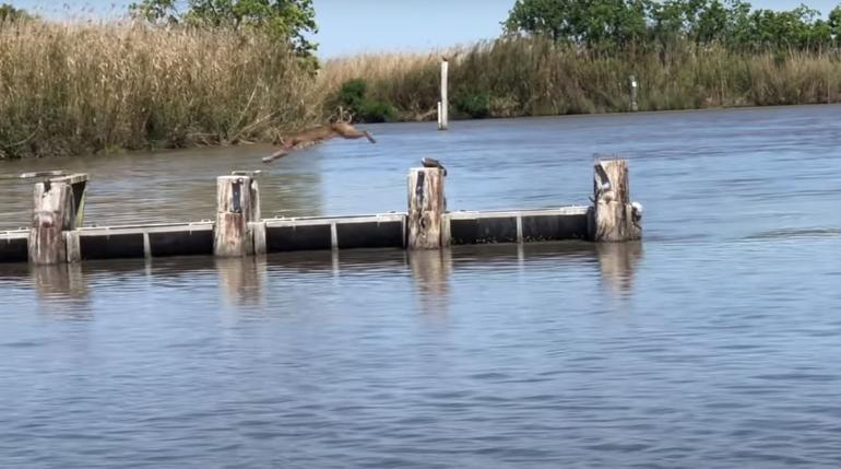 Bobcat jump