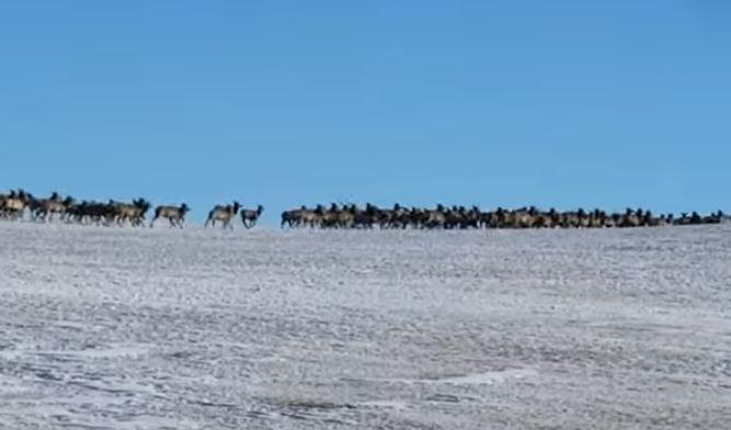 Elk herd crossing road