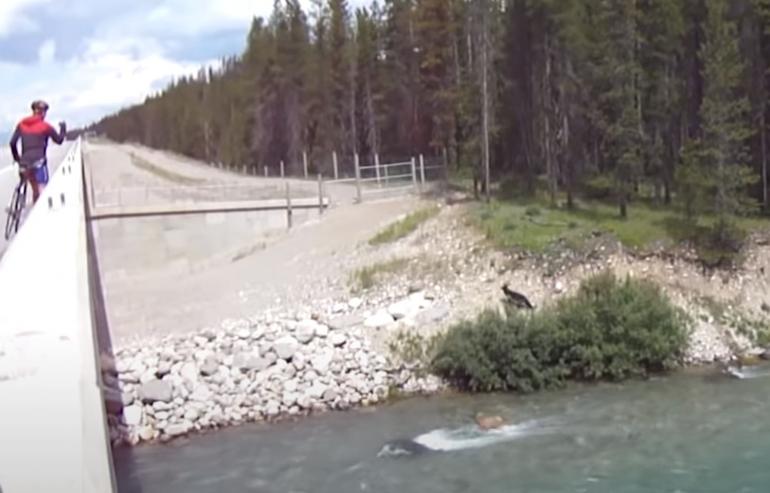 Grizzly and wolf chasing elk calf